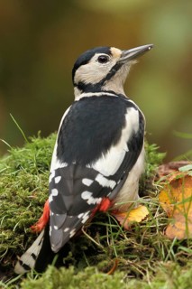 Great Spotted Woodpecker (Dendrocopos major) female, Bavaria, Germany