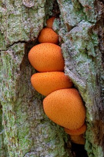 Mushroom, ox tongue or oak liverwort (Fistulina hepatica), fruiting body, Mönchbruch, Rüsselsheim