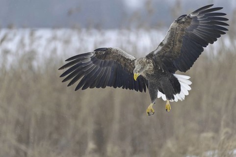 White-tailed Eagle (Haliaeetus albicilla), Lower Saxony, Germany