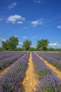 Lavender field with a row of trees against a blue sky, Alpes-de-Haute-Provence, France