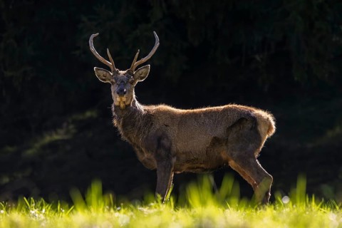 Scruffy red deer (Cervus elaphus) stag in grassland at edge of forest moulting into its red summer