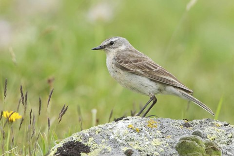 Water Pipit (Anthus spinoletta), Grisons, Switzerland