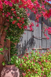 Bougainvillea in front of an old wooden gate, Naxos, Cyclades, Greece