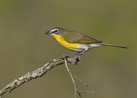 Yellow-breasted Chat (Icteria virens), Ohio, USA