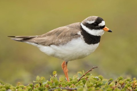 Common Ringed Plover (Charadrius hiaticula), Norway