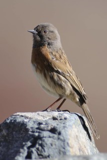 Robin Accentor (Prunella rubeculoides), Tibet, China