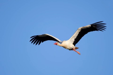 White stork (Ciconia ciconia), flying, Algarve, Portugal
