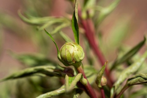 Close-up of a peony bud surrounded by green leaves and red stem. The delicate lines and textures