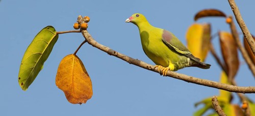 Red-nosed Green Pigeon, Bare-faced Green Pigeon, Green Fruit Pigeon, (Treron calvus), Treron calva,