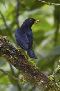 Pale-eyed Thrush (Turdus leucops), Ecuador