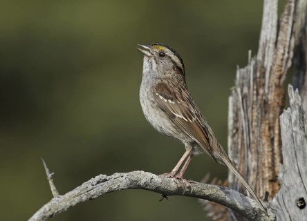 White-throated Sparrow (Zonotrichia albicollis) singing, Michigan, USA