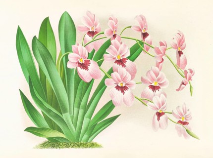 Orchid, Miltonia vexillaria, authentic reproduction of an illustration by Jean Jules Linden (1817 -