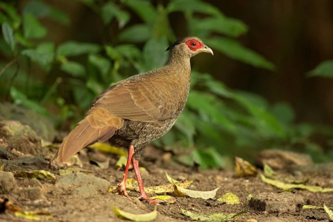 Silver Pheasant (Lophura nycthemera) female perched on the ground, Yunnan, China