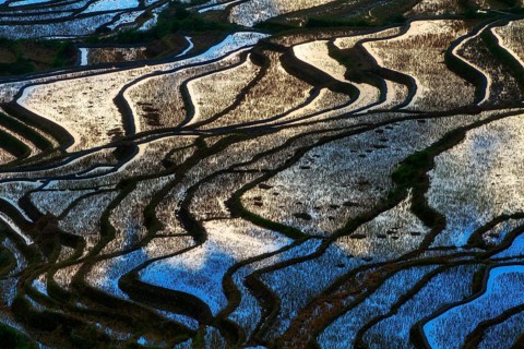 Celestial Stairs — The Yuanyang Rice Terraces in Yunnan, China, carved by the Hani people over 1,