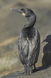 Brandt's Cormorant (Phalacrocorax penicillatus), British Columbia, Canada