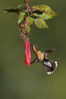 Purple-throated Mountaingem (Lampornis calolaemus) female flying while feeding at a flower, Bosque