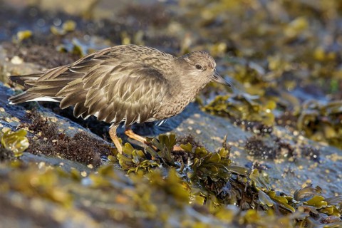 Black Turnstone (Arenaria melanocephala) feeding along the shoreline in Victoria, BC, Canada