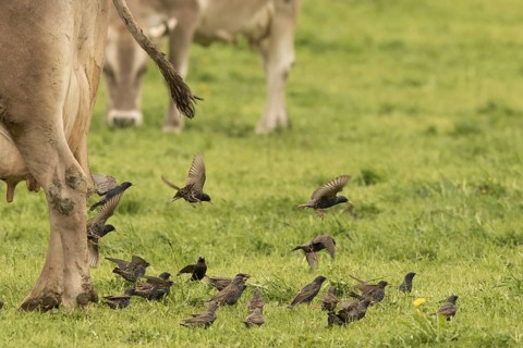 Common Starling (Sturnus vulgaris) group on field, Bavaria, Germany