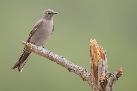 Townsend's Solitaire (Myadestes townsendi) perched on a branch, British Columbia, Canada