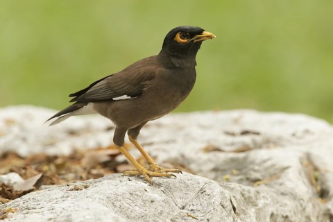 Common Myna (Acridotheres tristis), Thailand