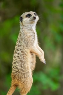 Close-up of a meerkat or suricate (Suricata suricatta) stands on its hind legs on the ground,