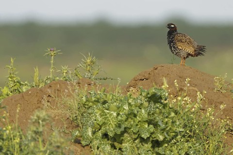 Black Francolin (Francolinus francolinus), Sanliurfa, Turkey