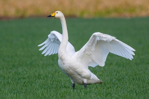 Whooper Swan (Cygnus cygnus) flapping wings, North Rhine-Westphalia, Germany