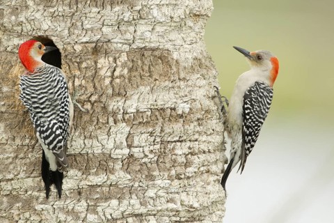Red-bellied Woodpecker (Melanerpes carolinus) pair at nest cavity, Florida, USA
