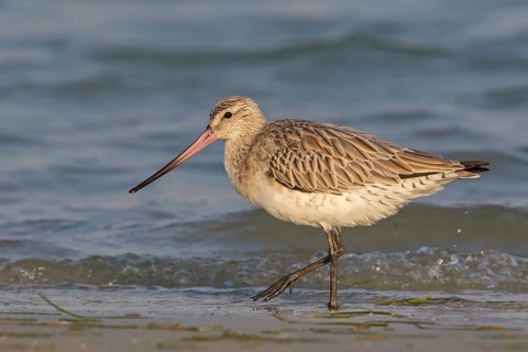 Bar-tailed godwit, (Limosa lapponica), foraging, waters, biotope, animals, birds, snipe, Barr Al