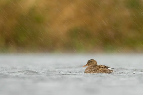 Gadwall (Mareca strepera) female, Utrecht, Netherlands