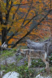 One eurasian gray wolf (Canis lupus lupus) standing on a small hill between logs with a colourful