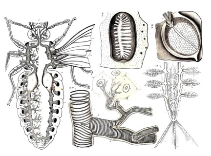 Anatomy, animal kingdom, respiratory organs of insects, detailed the tracheal system and organs of