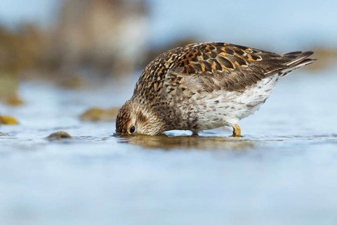 Purple Sandpiper (Calidris maritima) foraging, Iceland