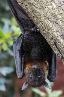 Lyle's flying fox (Pteropus lylei) native to Cambodia, Thailand and Vietnam, male hanging upside