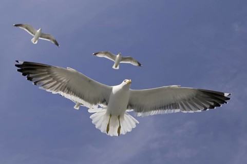 Lesser Black-backed Gull (Larus fuscus) flying, Texel, Netherlands
