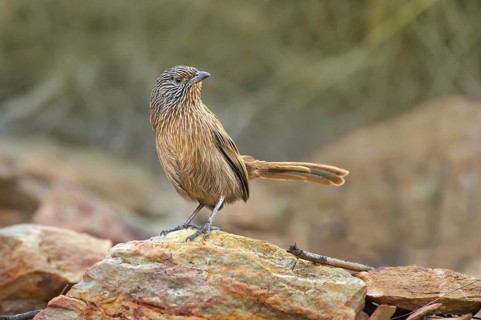 Dusky Grasswren (Amytornis purnelli), Northern Territory, Australia