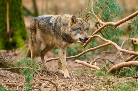 Wolf sneaking through the forest, surrounded by branches and moss, Wolf (Canis Lupus), Germany