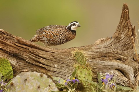 Northern Bobwhite (Colinus virginianus) male, Texas, USA