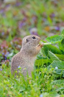 An adult ground squirrel (Spermophilus citellus) eats leaves and flowers on a cloudy day in a green