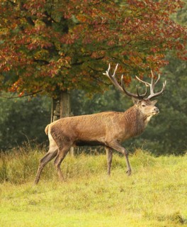 Red deer (Cervus elaphus) Red deer during the rut, Allgäu, Bavaria, Germany, Allgäu, Bavaria,
