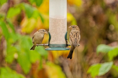 Two house sparrows (Passer domesticus) feeding on seeds at a hanging garden bird feeder, colorful