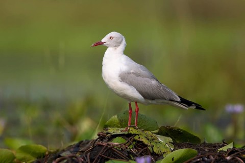 Grey-headed Gull (Chroicocephalus cirrocephalus), Uganda