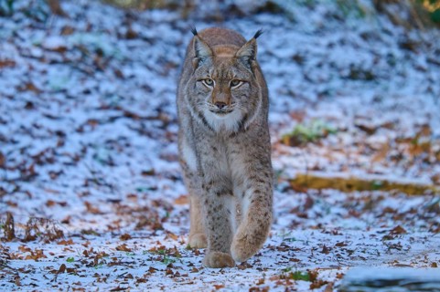 A lynx running through a snow-covered forest, winter, lynx (Lynx lynx), Hesse, Germany