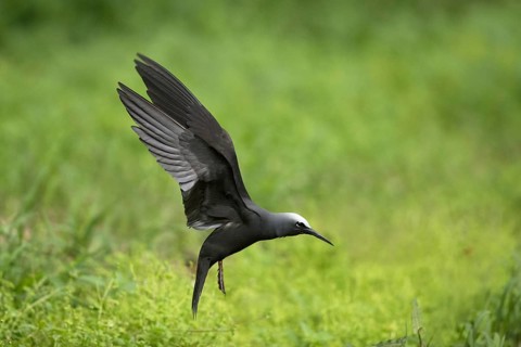 Black Noddy (Anous minutus) flying, Norfolk Island, Australia