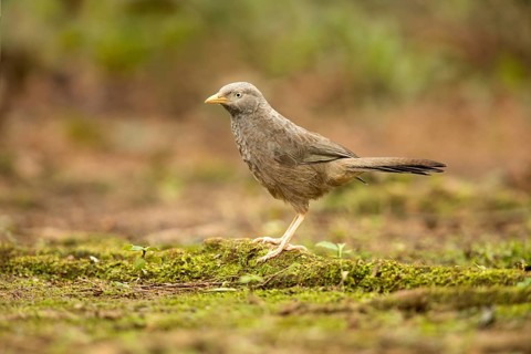 Yellow-billed Babbler (Turdoides affinis), Kutugala, Sri Lanka