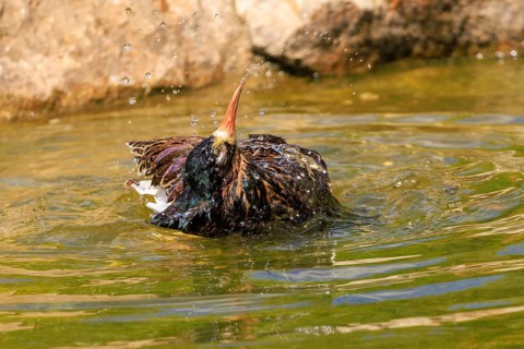 A bird bathes in water and shakes its feathers with drops flying around, Ruff (Calidris pugnax, syn
