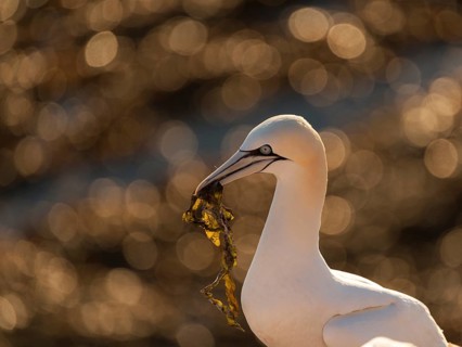 Northern Gannet (Morus bassanus), Schleswig-Holstein, Germany