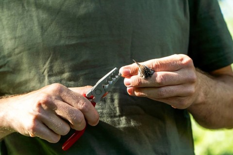 Cropped unrecognizable ornithologist performs scientific ringing of a European treecreeper (Certhia