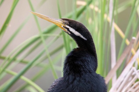 Australasian Darter (Anhinga novaehollandiae) Männchen, Victoria, Australia