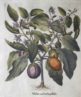 Aubergine (Solanum melongena) or egg plant, hand-coloured copperplate engraving by Basilius Besler,